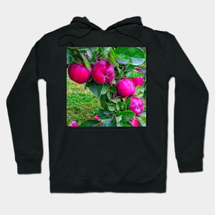 Red Apples Hoodie